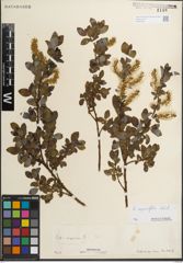 Foto von Salix myrsinifolia Salisb.